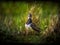 Portrait of elegant posing lapwing in spring