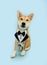 Portrait elegant shiba inu puppy dog celebrating father\\\'s day, birthday wearing a tuxedo. Isolated on blue pastel background