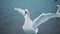 Portrait of elegant swan flapping his wings in the water. Graceful bird rotating his thin neck and enjoying the beauty