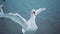 Portrait of elegant swan flapping his wings in the water. Graceful bird rotating his thin neck and enjoying the beauty