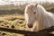 Portrait of elegant white horse in a field by a wooden fence. The beautiful model has white mane glowing in backlit warm sunny