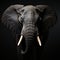 Portrait of an elephant on a black background. Studio shot