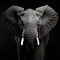 Portrait of an elephant on a black background. Studio shot.