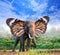 Portrait of elephant with butterfly wings in forest