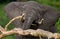 Portrait of an elephant. Close-up. Africa. Kenya. Tanzania. Serengeti. Maasai Mara.