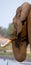 Portrait of the elephant close-up. Zambia. Lower Zambezi National Park.