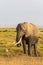 Portrait of an elephant on a savannah background. Amboseli. Kenya, Africa