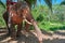 Portrait elephant with a seat on his back on a background of palm trees and jungle.