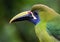 Portrait of an emerald toucanet