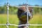 Portrait of an emu ostrich behind grid. Close-up. Selective focus