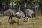 Portrait of emu or smiling ostriches in part of autumn park