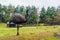 Portrait of a emu standing in a grass pasture, funny and big flightless bird from Australia