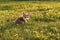 Portrait of enchanting young brown white dog welsh pembroke corgi sitting on grass near field of dandelions in park.