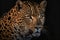 Portrait of an endangered amur leopard, creative digital illustration painting