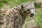 Portrait of endangered asian snow leopard