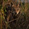 Portrait of an endangered juvenile red wolf, Canis rufus peeking through tall grasses