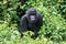 Portrait of endangered Mountain Gorilla Gorilla beringei beringei in Volcanoes National Park Rwanda