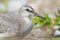 Portrait of an Endangered Red Knot