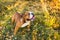 Portrait of English bulldog on a autum nature leaves