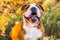 Portrait of English bulldog on a autum nature leaves