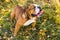 Portrait of English bulldog on a autum nature leaves