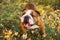 Portrait of English bulldog on a autum nature leaves