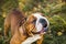 Portrait of English bulldog on a autum nature leaves