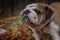 Portrait English bulldog full