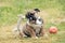 Portrait of English bulldog puppy 2 month sitting on the grass between two toys