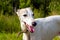 Portrait English greyhound