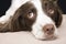 Portrait of English Springer Spaniel in studio