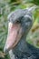 Portrait of enormous and beautiful African shoebill stork