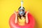 Portrait of enthusiastic young woman on vacation, wearing snorkling, diving mask and swimming ring, standing over yellow