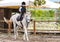 Portrait of equestrian boy riding a horse