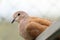 Portrait of eurasian collared dove