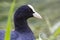 Portrait of an eurasian coot