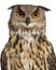 Portrait of Eurasian Eagle-Owl