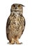 Portrait of Eurasian Eagle-Owl, Bubo bubo, a species of eagle owl