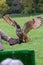 A portrait of a eurasian eagle-owl spreading its wings ready to fly away from the falconer holding it on a glove during a bird of