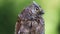 Portrait of Eurasian European scops owl