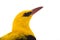 Portrait Eurasian Golden Oriole