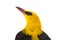 Portrait Eurasian Golden Oriole