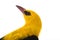 Portrait Eurasian Golden Oriole