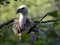 Portrait of Eurasian Griffon Vulture, Gyps fulvus, Europe`s largest flying predator