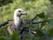 Portrait of Eurasian Griffon Vulture, Gyps fulvus, Europe`s largest flying predator