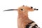 Portrait eurasian Hoopoe