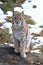 Portrait of Eurasian lynx Lynx lynx sitting on big stone in winter forest. Beast of prey in winter season. Wild big cat