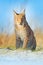 Portrait of Eurasian Lynx, wild cat on the meadow. Wildlife scene from nature. Cute big cat hidden in the grass.