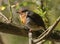 Portrait of Eurasian Robin