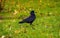 Portrait of Eurasian rook Corvus frugilegus. Black bird with bare base of bill walking in grass and looking for food